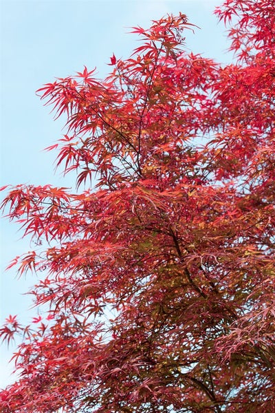 Acer palmatum 'Red Pygmy', Japanischer Ahorn, rot, 80 cm Stammhöhe