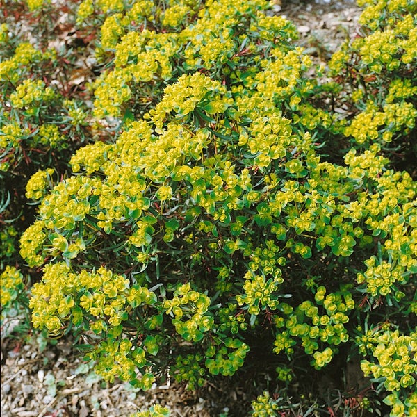 Euphorbia cyparissias, Wolfsmilch, ca. 9x9 cm Topf