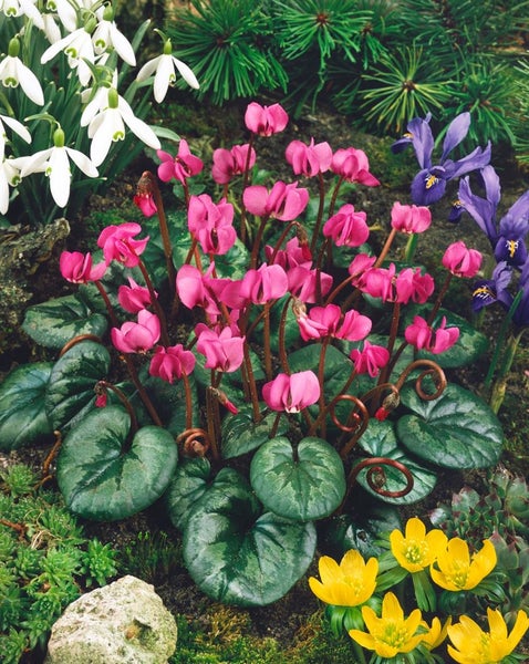 Cyclamen coum ssp. coum, Alpenveilchen, rosa Blüten, ca. 9x9 cm Topf