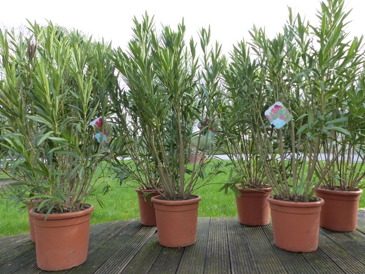 Mehrere Oleander-Pflanzen in terracottafarbenen Töpfen auf einer Holzterrasse vor einer Rasenfläche.