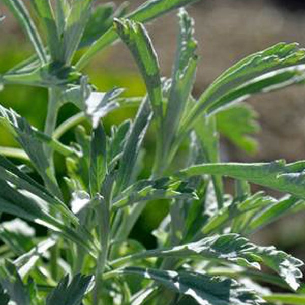 Nahaufnahme von Estragon Pflanze mit Blättern