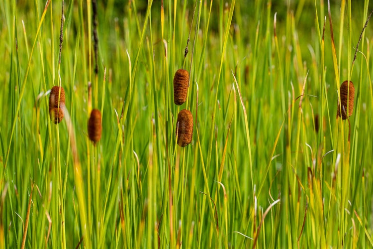 Typha laxmannii, Rohrkolben, ca. 9x9 cm Topf