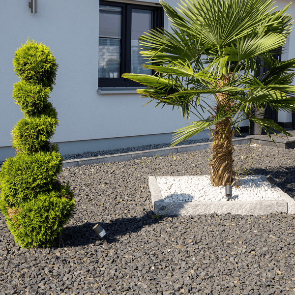 Garten mit einer spiralförmigen Konifere und einer Fächerpalme, umgeben von dunklem Zierkies und weißen Steinen in einem Steinbeet.
