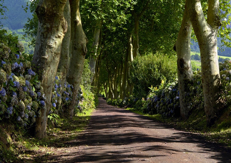 Allee mit Platanen und Hortensien