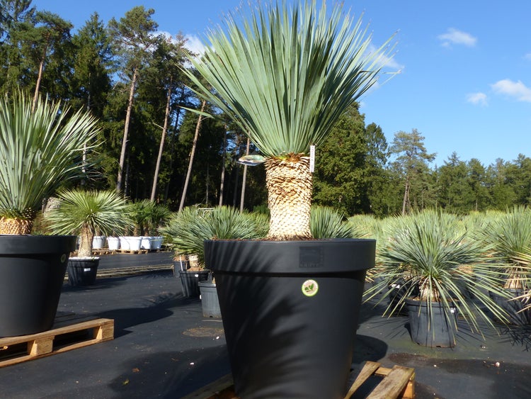 Yucca rostrata mit schmalen blau-grünen Blättern in einem großen schwarzen Pflanzkübel aus Kunststoff auf einer Palette in einer hellen Gärtnerei.