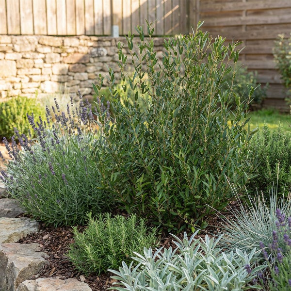 Gartenbeet mit Lavendel, Rosmarin, einem grünen Strauch und Ziergräsern, eingefasst mit Natursteinen vor einer Steinmauer.