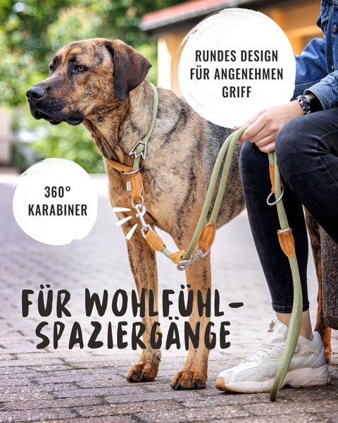 Hund mit Halsband und Leine für Spaziergänge