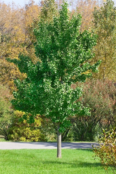 Ginkgo biloba 'Princeton Sentry', Fächerblattbaum, 80–100 cm