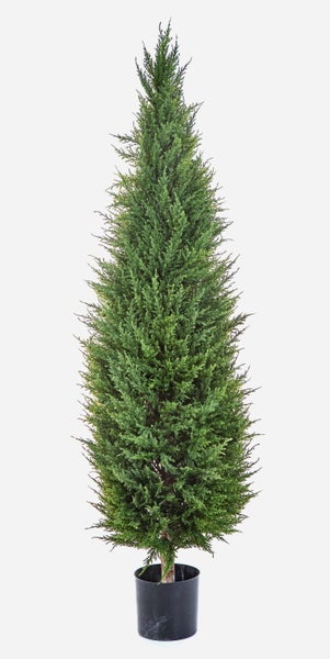 Säulenförmiger Nadelbaum in einem schwarzen Kunststofftopf für Garten und Terrasse.