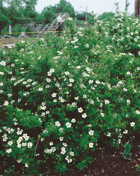 Blühender Strauch mit weißen Blüten für den Garten