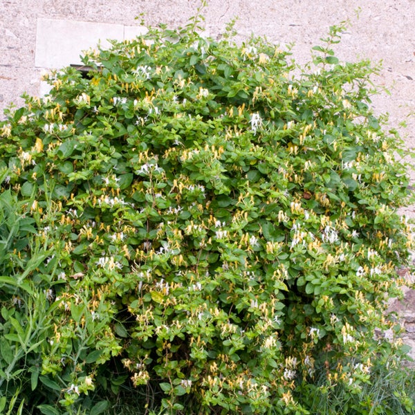 Bloomique - Lonicera Heckrottii Halliana - Japanisches Geißblatt - Weiß, Gelb - Kletterpflanzen - Gartenpflanzen - Winterhart - Topf 15 cm - 70-80 cm hoch