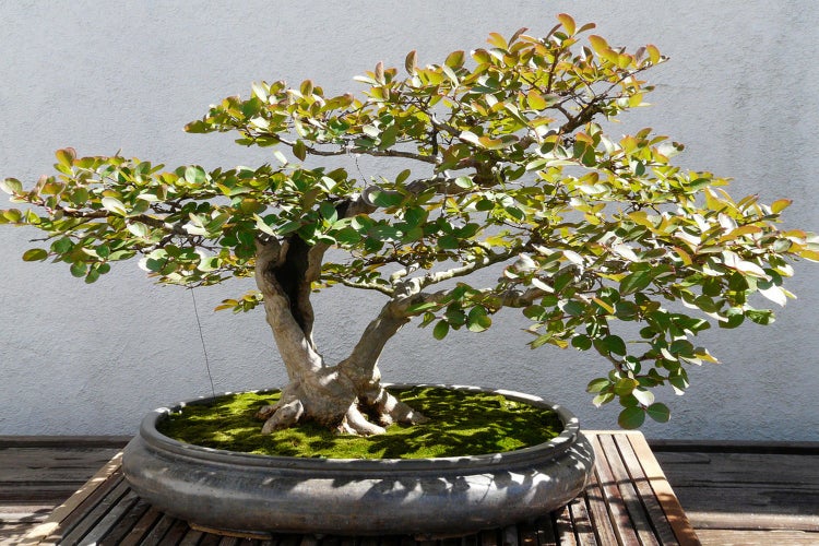SAFLAX  - Echte Myrte / Brautmyrte - Myrtus communis - 30 Samen