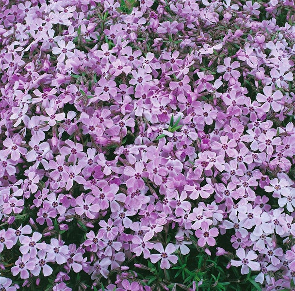 Phlox subulata 'Linner Traum', Polsterphlox, rosa, ca. 9x9 cm Topf
