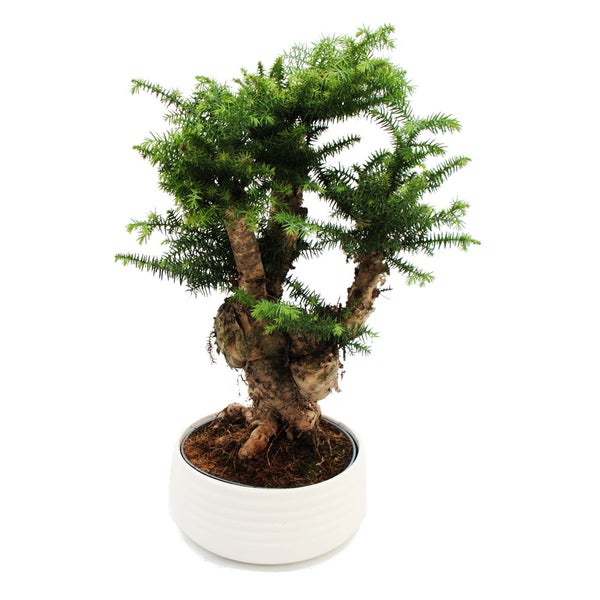 Zimmerbonsai Araucaria cunninghamii Zimmertanne Neuguinea-Araukarie ca. 65cm hoch 26cm Schale Weiß Keramik