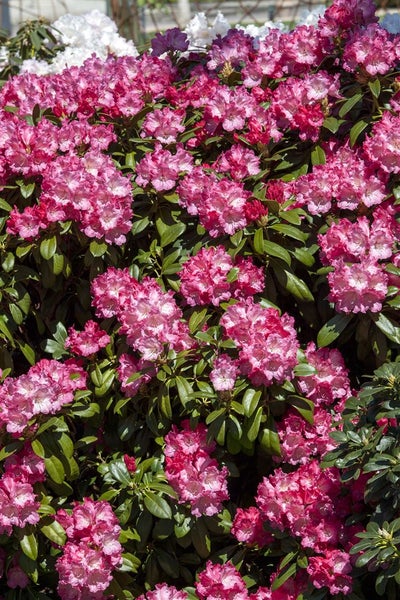 Rhododendron yakushimanum 'Morgenrot', rosa Blüten, 40–50 cm