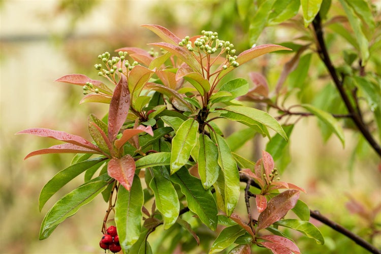 Photinia davidiana, Glanzmispel, 80–100 cm