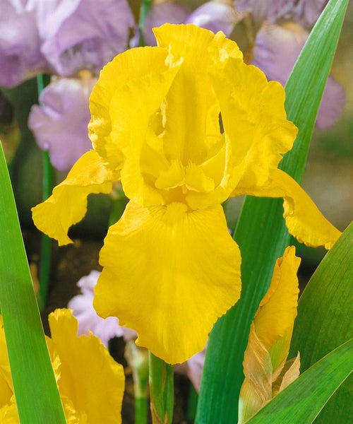 Iris x barb.-elat. 'Granada Gold', gelb, ca. 11x11 cm Topf