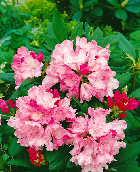 Rhododendron yakushimanum 'Polaris', rosa Blüten, 30–40 cm