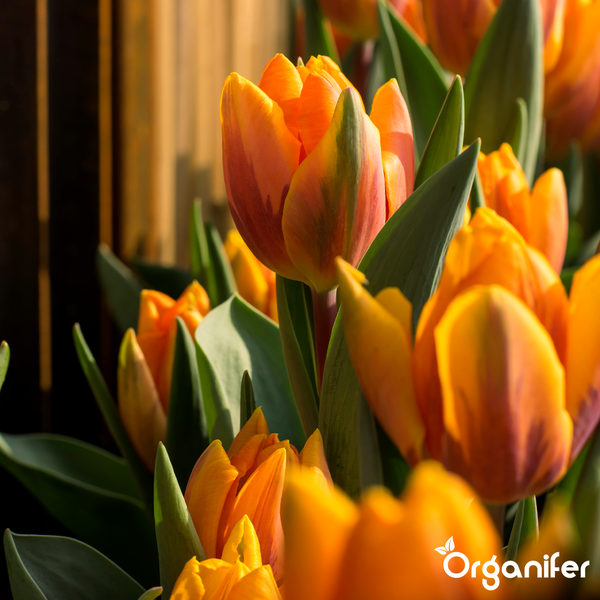 Eine Ansammlung von orangefarbenen Tulpen mit grünen Blättern in einem Garten.