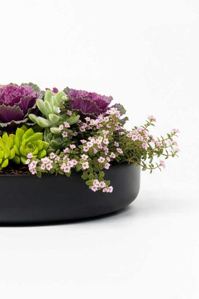 Bepflanzte Schale mit Zierkohl, Sukkulenten und kleinblütigen Pflanzen.