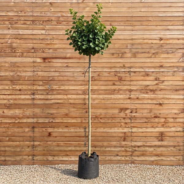 Ginkgo biloba Mariken als Hochstamm in einem Pflanzcontainer vor einer Holzwand.