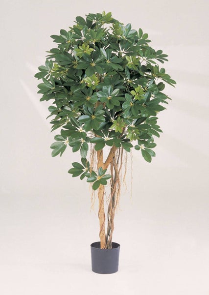 Künstliche Schefflera Pflanze im schwarzen Topf mit dichtem Blattwerk und Naturstamm