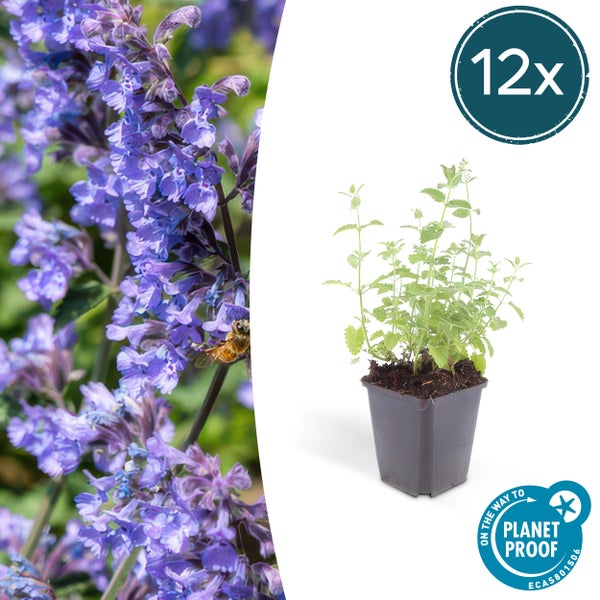 12er-Pack Katzenminze im Topf, Detailaufnahme violetter Blüten mit einer Biene und Planet Proof Zertifizierung.