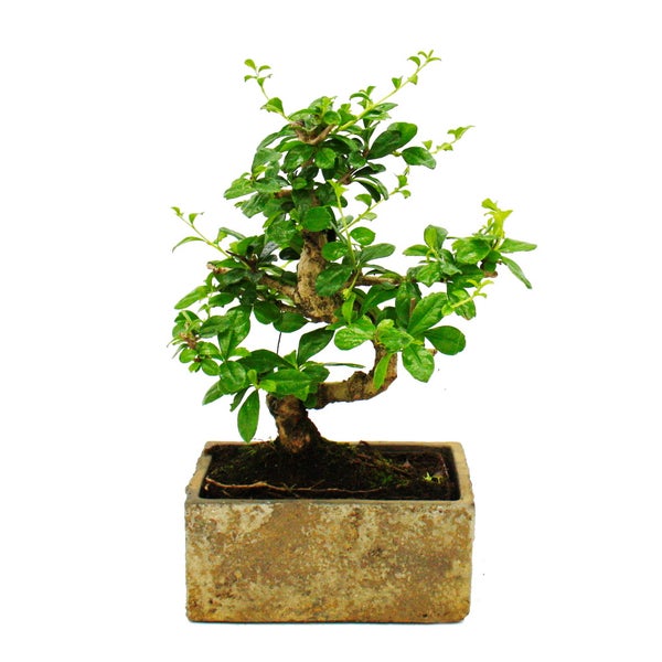 Bonsai fürs Zimmer - in moderner Trendkeramik - Zimmerbonsai Carmona - 6 Jahre alt - Steinoptik