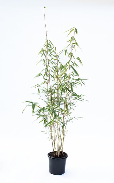 Fargesia robusta Campbell 80/100 cm hoch, im 3 Liter-Topf