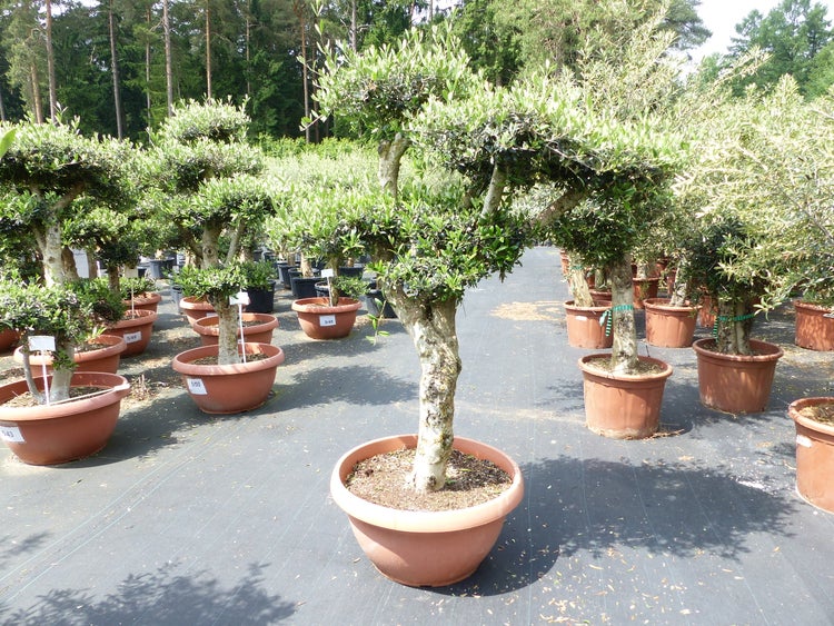 Olivenbaum Pon Pon 180 cm | 7 Pon Pon Bonsai Formgehölz, winterhart