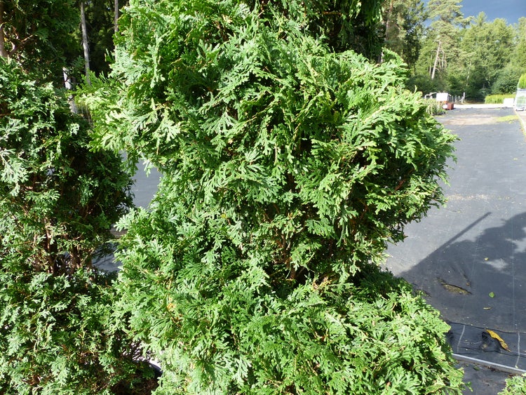 Lebensbaum im Garten