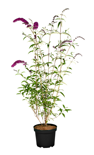 Buddleja davidii 'Royal Red', Schmetterlingsflieder, rot, 40–60 cm