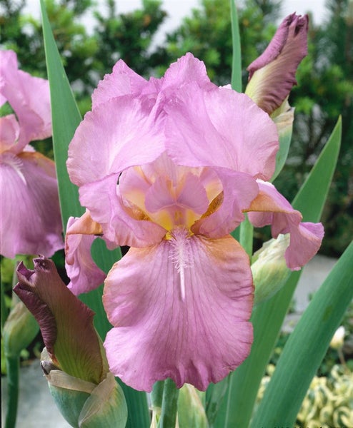 Iris x barb.-elat. 'Amethyst Flame', Schwertlilie, violett, ca. 11x11 cm Topf