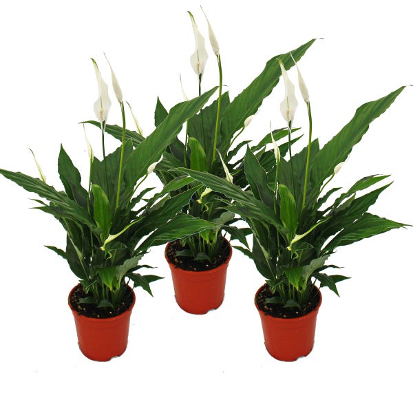 Spathiphyllum Sweet Chico - 12cm Topf - Set mit 3 Pflanzen