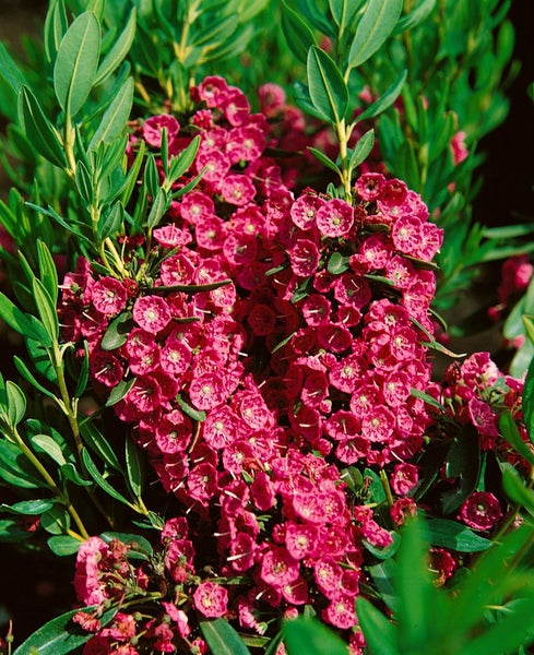 Kalmia angustifolia 'Rubra', Lorbeerrose, rosa Blüten, 30–40 cm