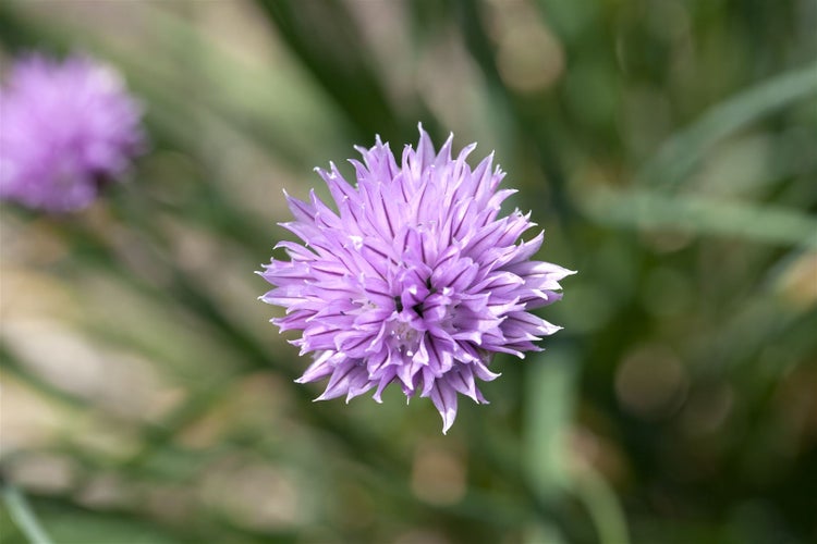 Allium schoenoprasum, Schnittlauch, ca. 9x9 cm Topf