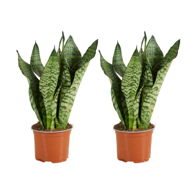 Bloomique - 2er Set - Sansevieria Zeylanica - Bogenhanf - Sukkulenten - Zimmerpflanzen - Sehr Pflegeleicht - Höhe 30-40 cm - Topf 12 cm