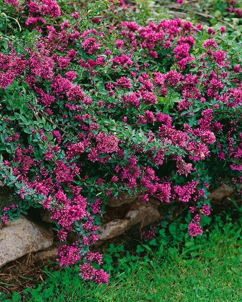 Origanum laevigatum 'Herrenhausen', Zier-Oregano, purpurrosa, ca. 9x9 cm Topf