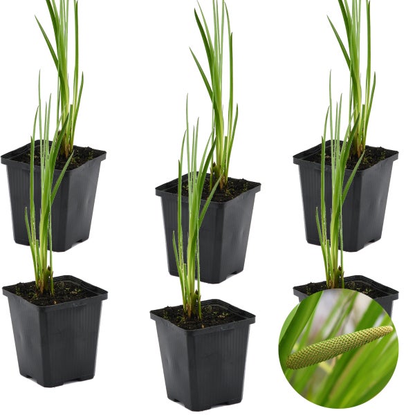 6x Acorus Calamus – Calamus – Teichpflanze – Pflegeleicht – Zone 2-3 – ⌀09cm – ↕10-20cm