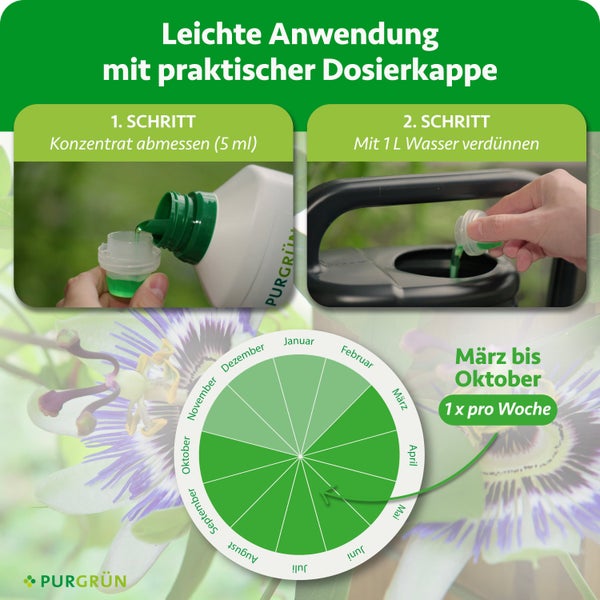 Infografik für Purgrün Flüssigdünger: Schritt 1 Konzentrat abmessen, Schritt 2 mit Wasser verdünnen, Anwendung von März bis Oktober einmal pro Woche.
