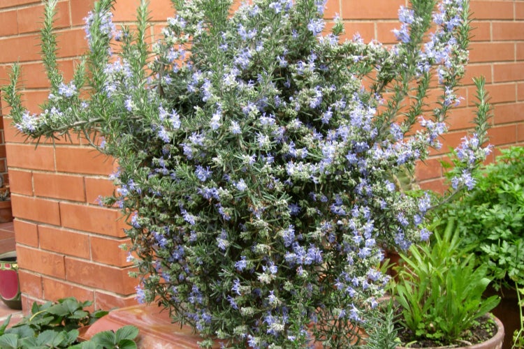 SAFLAX Garden to go - Echter Rosmarin - Rosmarinus officinalis - 100 Samen - Mit Topf, Klima - Deckel und Anzuchtsubstrat