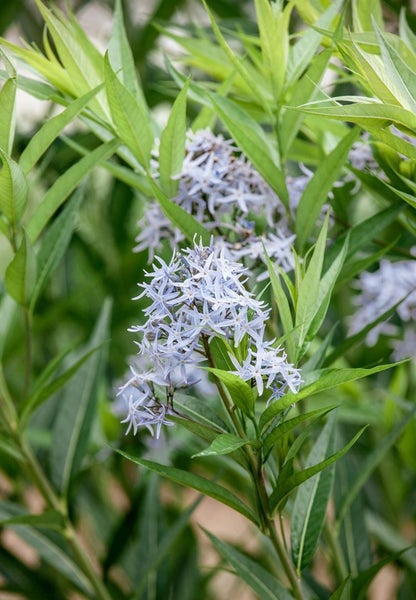Amsonia tabernaemontana, Blaustern, ca. 9x9 cm Topf, blau blühend