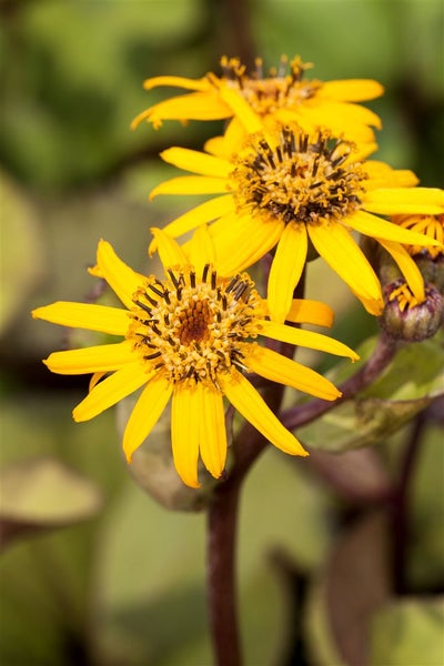 Ligularia dentata 'Desdemona', Goldkolben, ca. 11x11 cm Topf