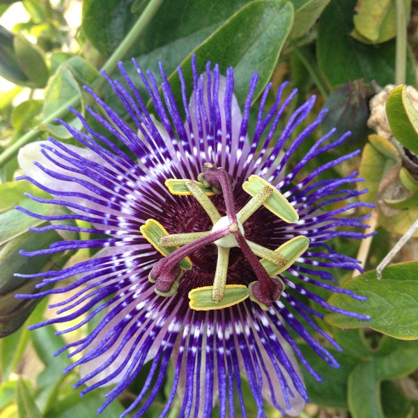 Bloomique - 2er-Set - Passiflora Purple Haze - Passionsblume - Lila - Kletterpflanzen - Gartenpflanzen - Winterhart - 50-70 cm Hoch - Topf 15 cm