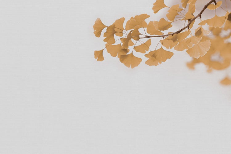 Wandbild mit einem Ginkgo Ast als Motiv auf strukturiertem Hintergrund