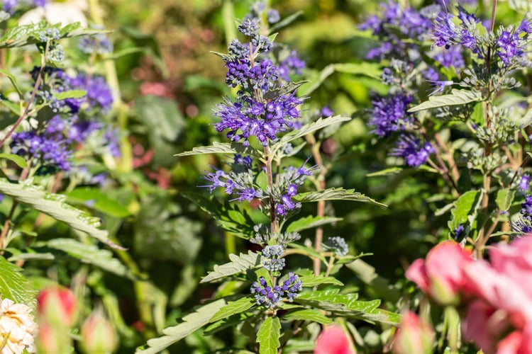 Caryopteris clandonensis 'First Blue', Bartblume, blau, 25–30 cm