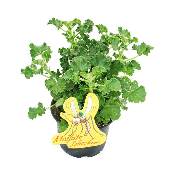 Moskito-Schocker Duftgeranie 3 Pflanzen Pelargonium crispum Ideal zum vertreiben von Mücken + Wespen