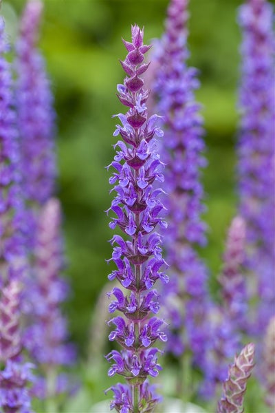 Salvia nemorosa 'Ostfriesland', Steppensalbei, violett, ca. 9x9 cm Topf