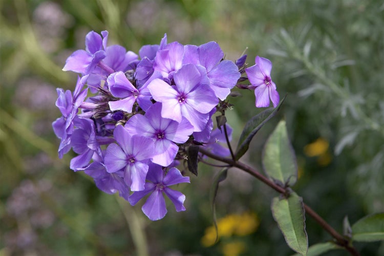 Phlox paniculata 'Blue Paradise', Flammenblume, blau-violett, ca. 11x11 cm Topf