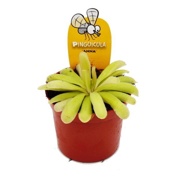 Fleischfressende Pflanze - Zierliches Fettkraut - Pinguicula Anna - 9cm Topf